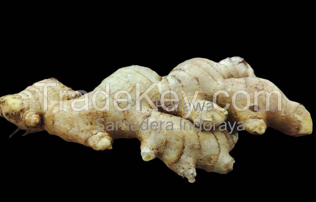 Best Quality Fresh Ginger from Indonesia