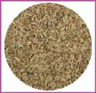 Organic Fennel Seeds Powder