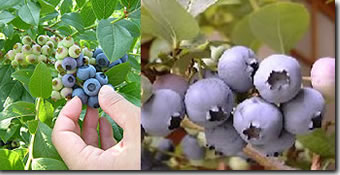 Bilberry product (  Europe material)