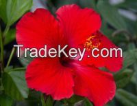 Hibiscus Flowers