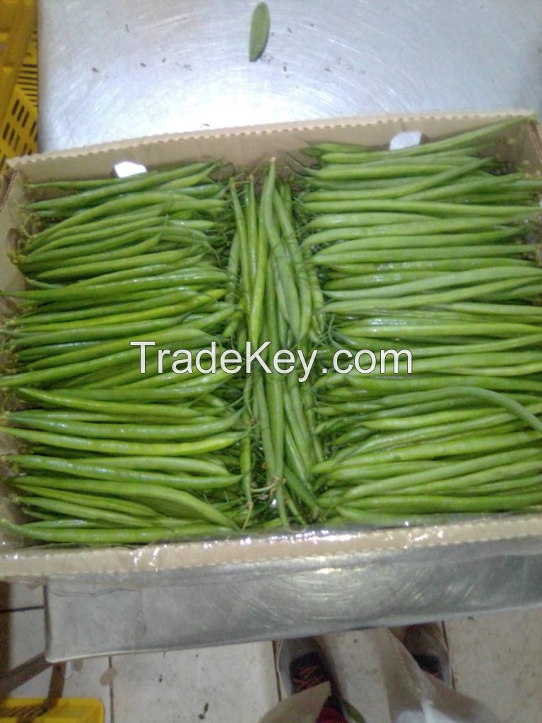Fine and extra fine green beans/french beans