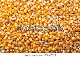 Corn/Maize