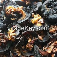 Dried Snail