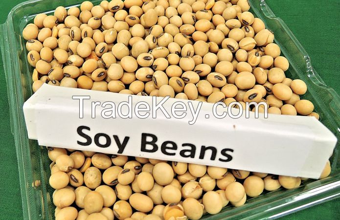 Soybeans in bags