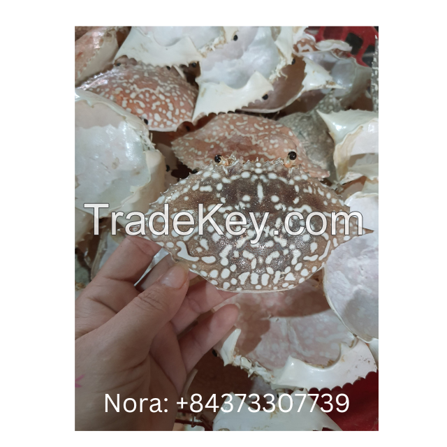 crab shell top quality best price