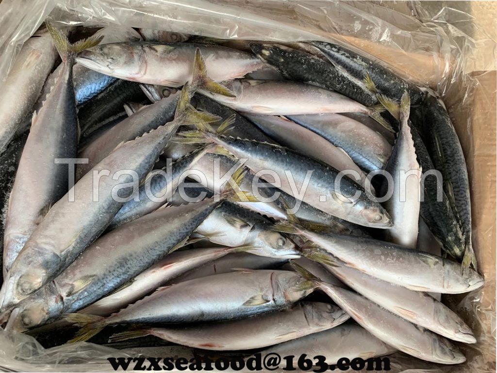 Frozen Pacific Mackerel  Scomber Japonicus