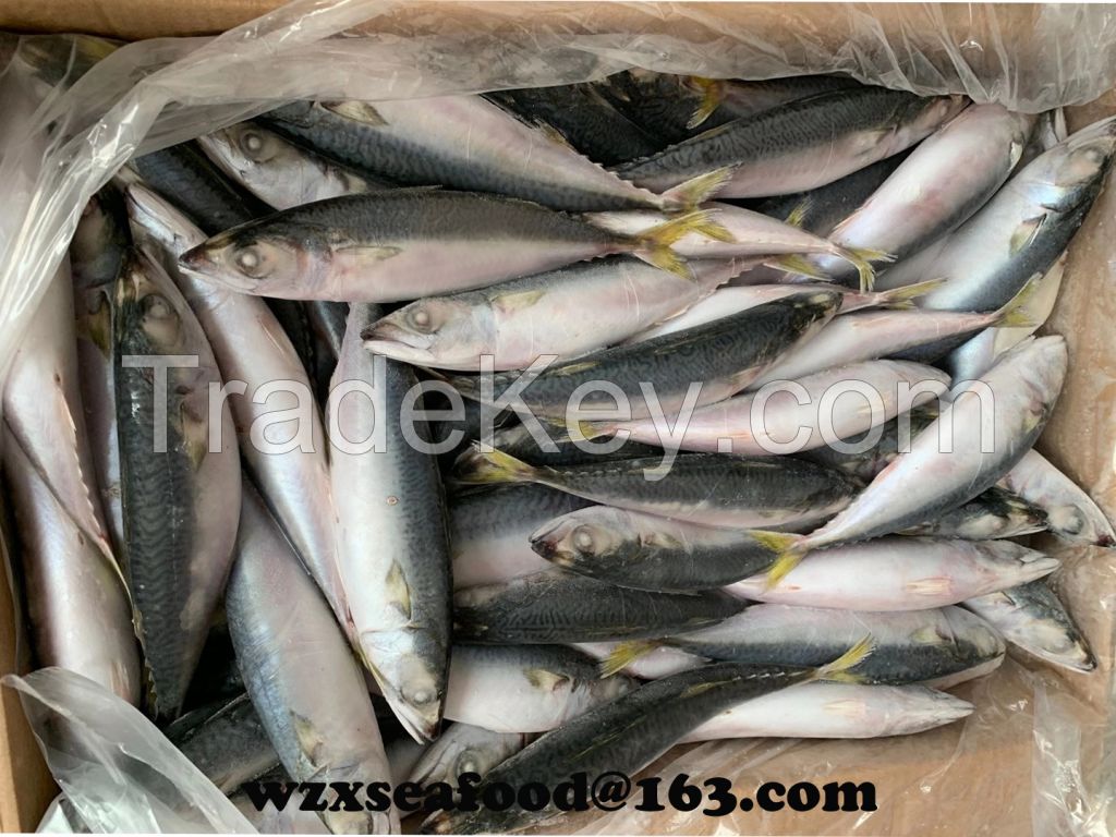 Frozen Pacific Mackerel  Scomber Japonicus