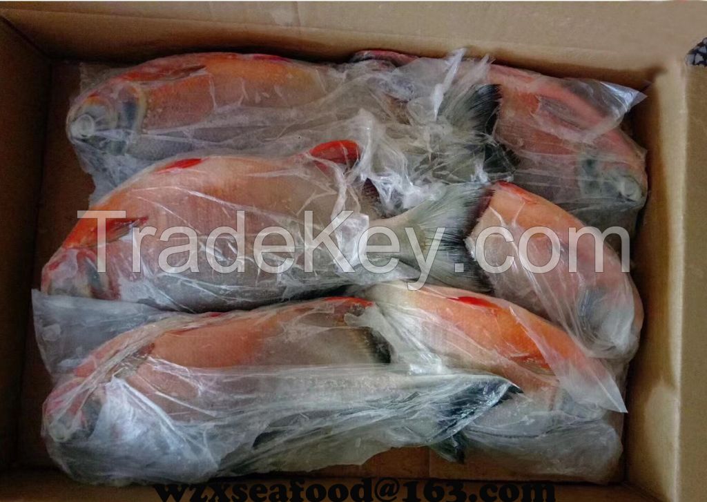 Frozen Red Pomfret  Piaractus Brachypomus export