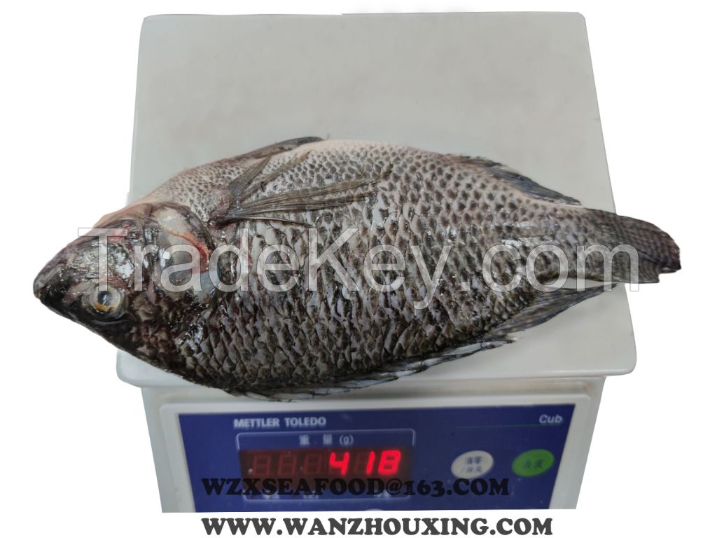 Frozen Tilapia gutted &amp; scaled  Orechromis Niloticus