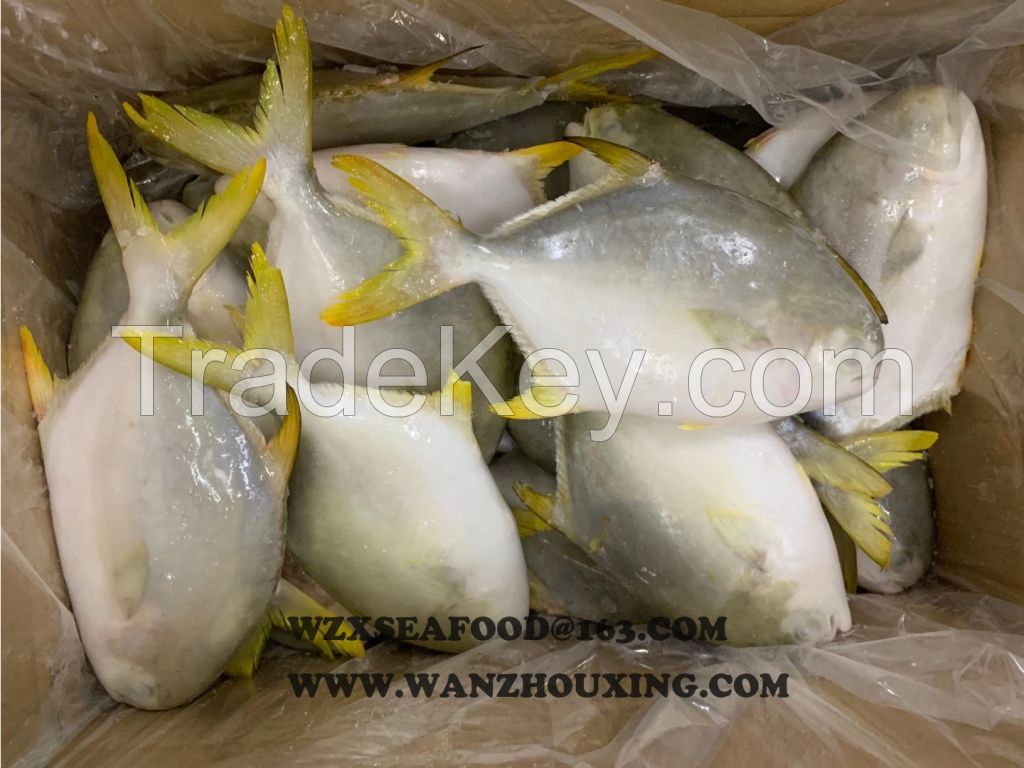 Frozen Whole Golden Pompano