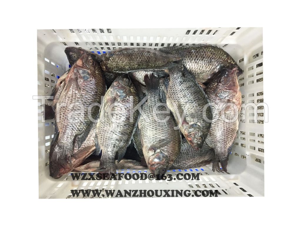 Frozen Tilapia gutted & scaled  Orechromis Niloticus