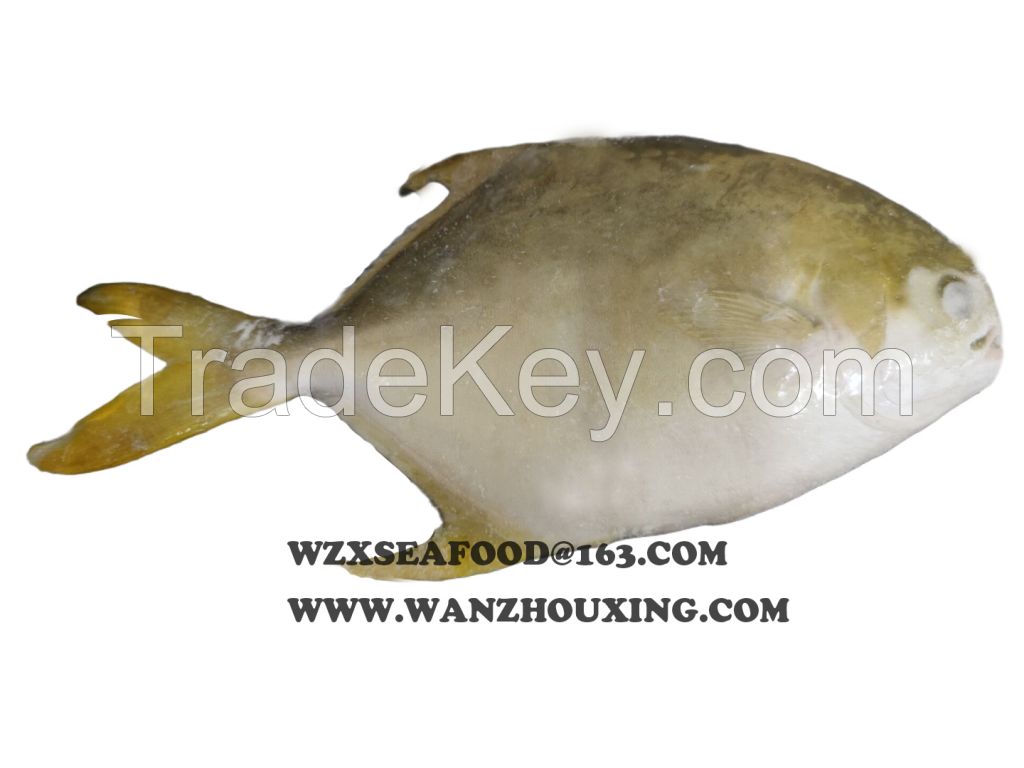 Frozen Whole Golden Pompano