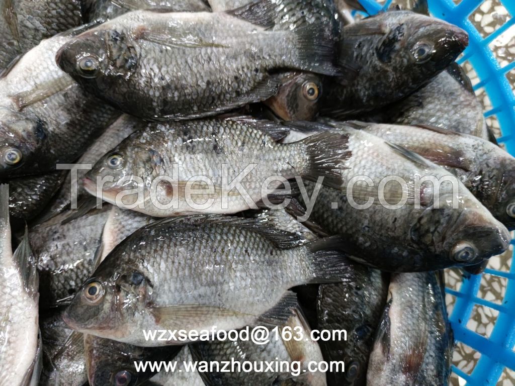 FrozenTilapia whole round Orechromis Niloticus