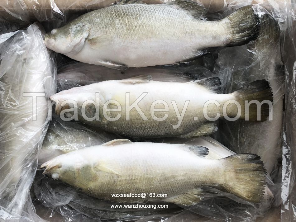 Frozen Barramundi Whole Round