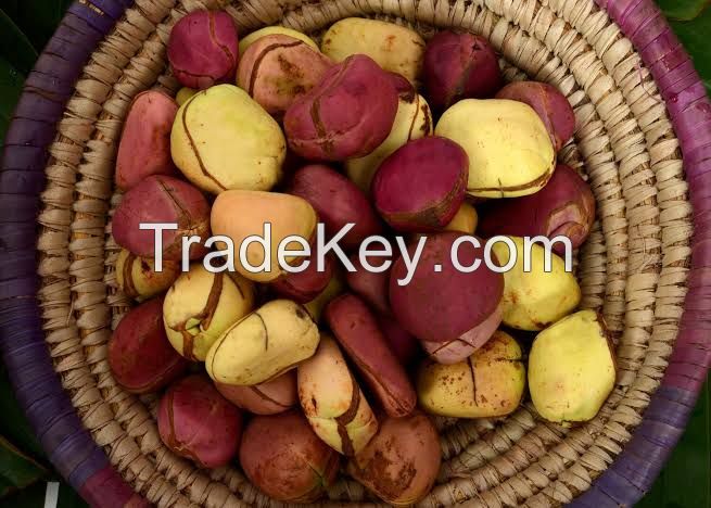 Kola Nut