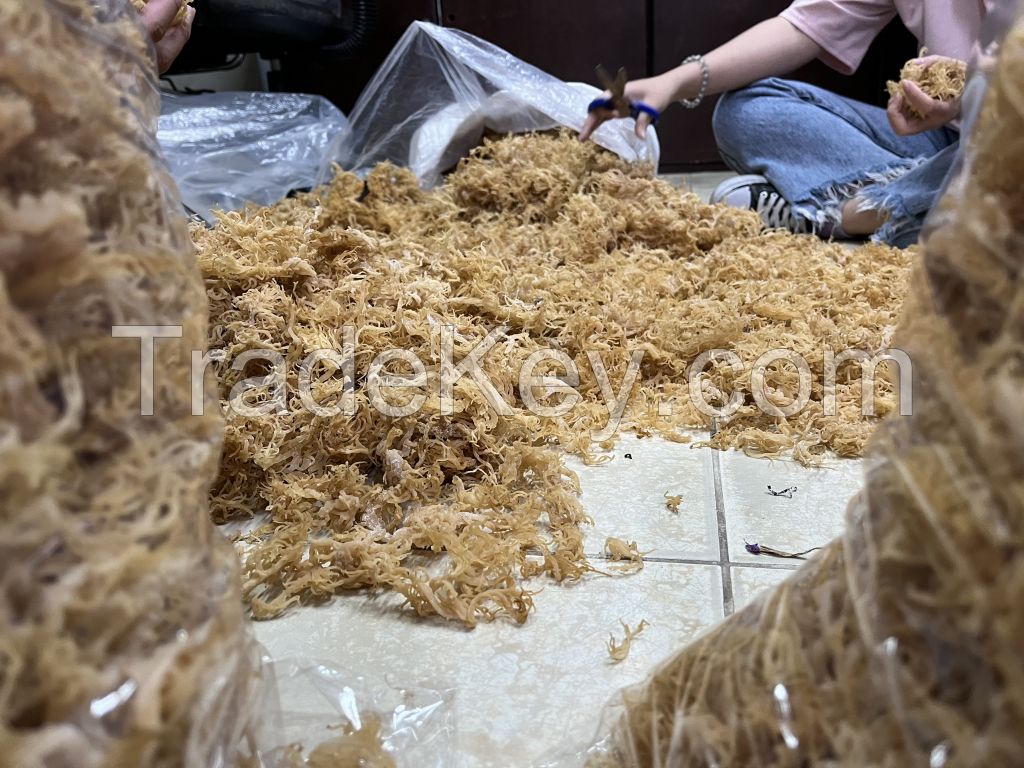 Premium new dry real sea moss Vietnam golden sea moss high quality //Ms.Daisy