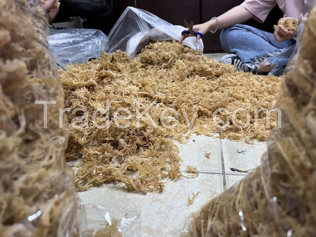 SEA MOSS VIET NAM DRIED BROWN/YELLOW SEAMOSS VIET NAM MANUFACTURE COMPETITIVE