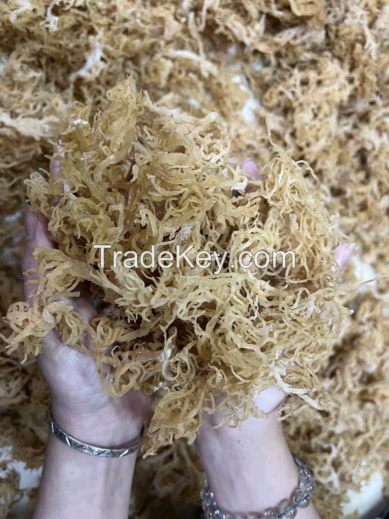 Premium new dry real sea moss Vietnam golden sea moss high quality //Ms.Daisy