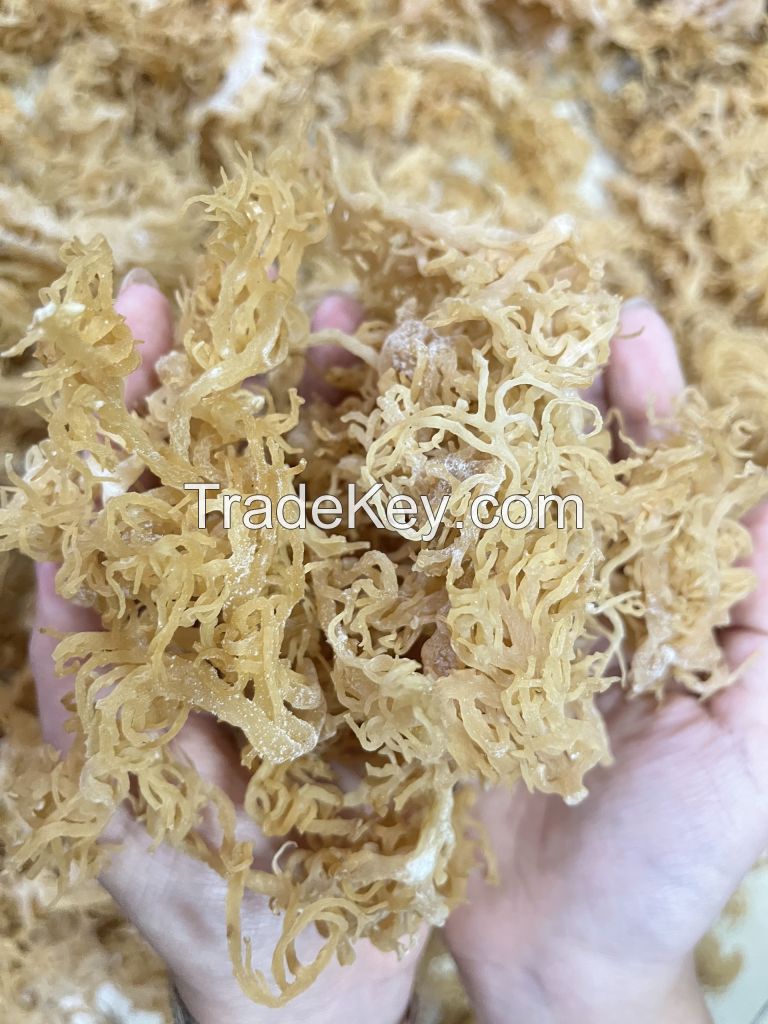 SEA MOSS VIET NAM DRIED BROWN/YELLOW SEAMOSS VIET NAM MANUFACTURE COMPETITIVE