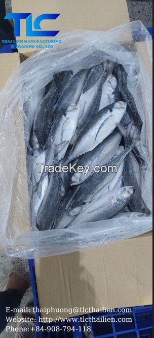 Horse Mackerel (THAI LIEN COMPANY, Ms.Fiona: +84.908.794.118 )