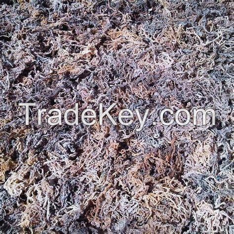 DRIED EUCHEUMA COTTONII SEAWEED FROM INDONESIA. CP FENTY +628159171578