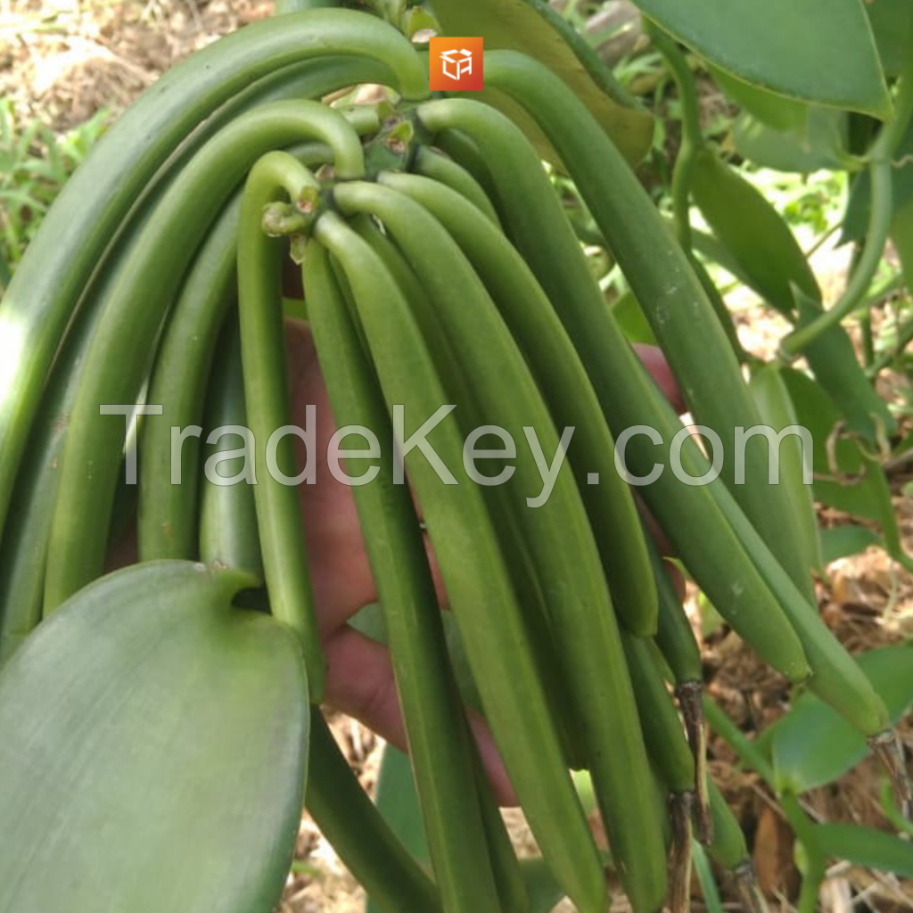 Tahitian Vanilla Beans Grade B