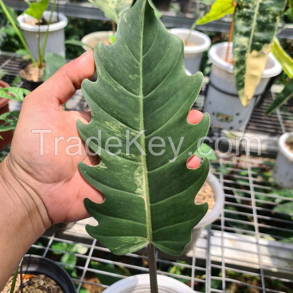 PHILODENDRON CARAMEL MURBLE VARIGATED