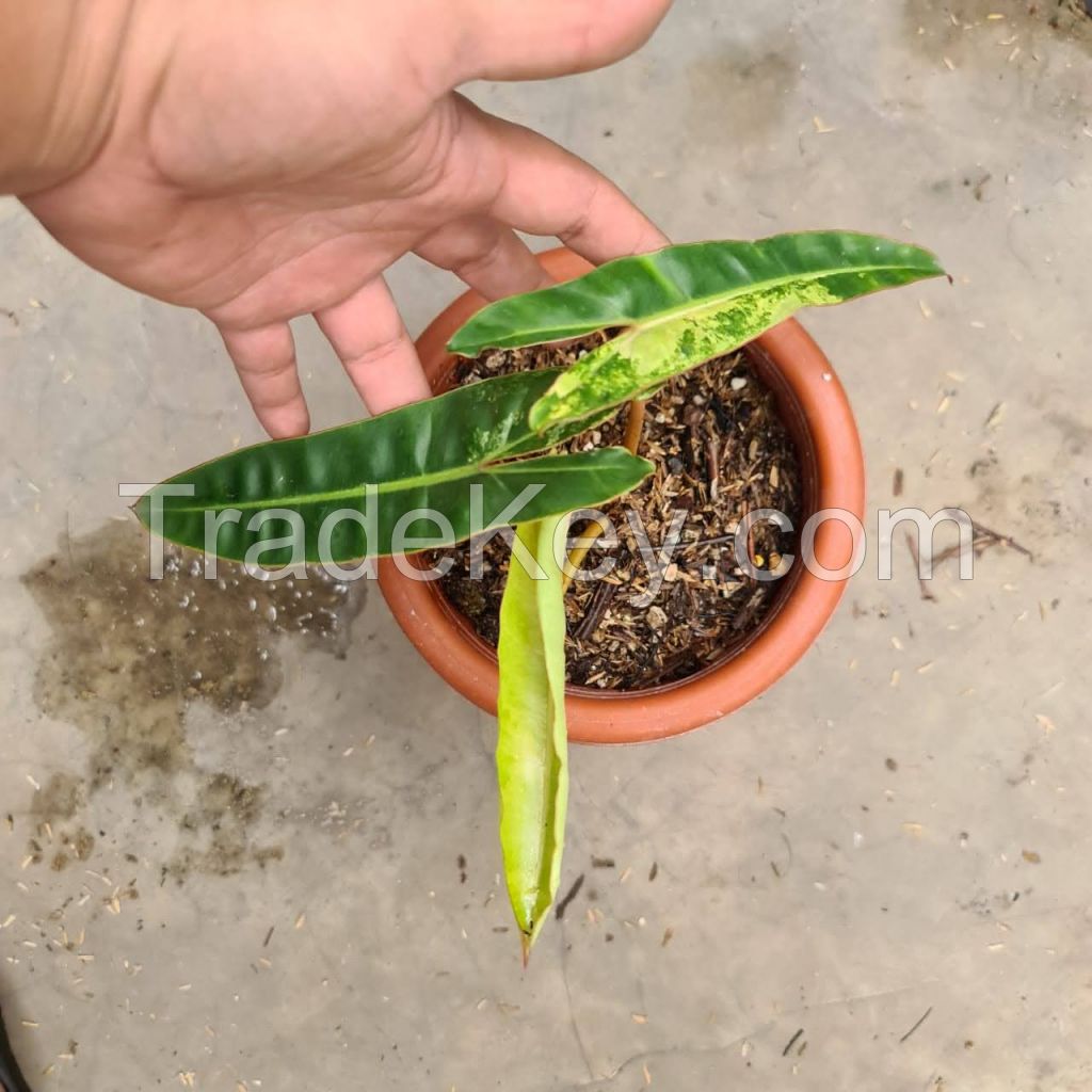 PHILODENDRON BILLIETIAE VARIGATED