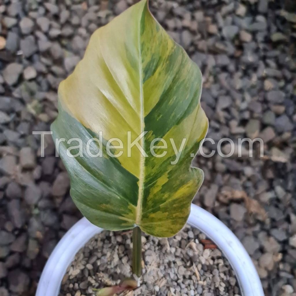 PHILODENDRON CARAMEL MURBLE VARIGATED
