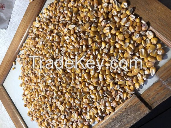 Wheat 2nd and 3rd grade, , Corn, Barley