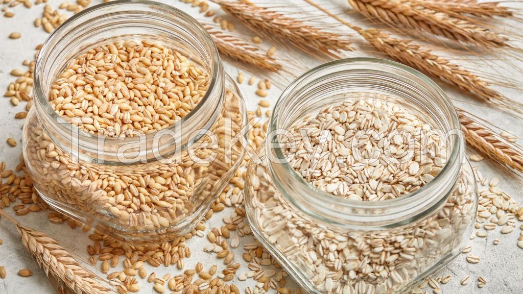  Barley for breweries