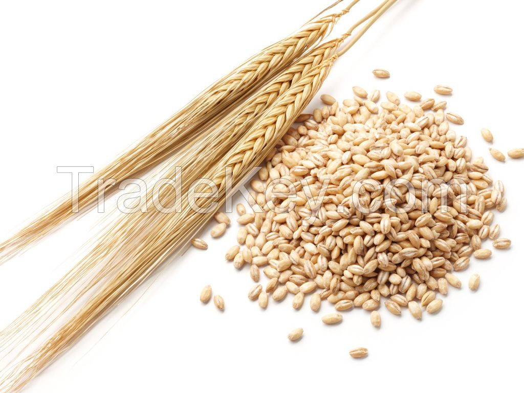 Barley for breweries