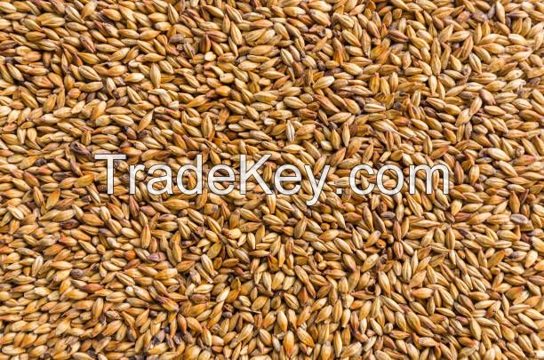  Barley for breweries