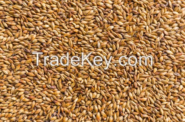 Barley for breweries