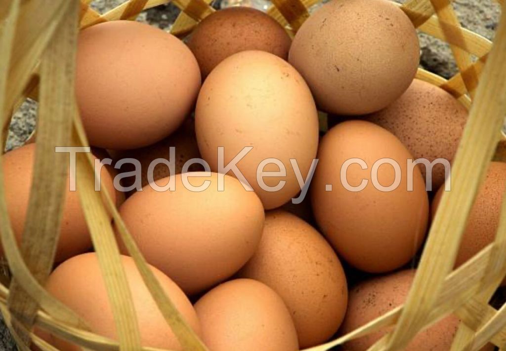Products for "Eggs packaging trays"