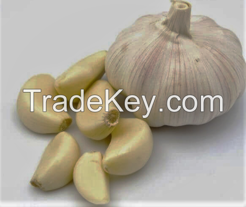 Garlic