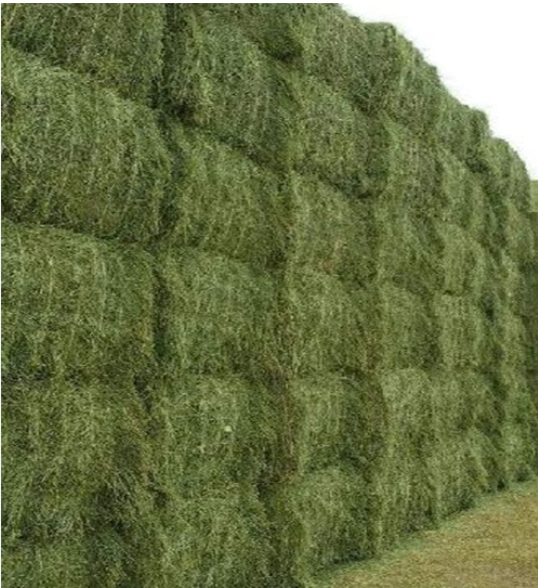 Quality Timothy Hay Quality Alfalfa Hay/ Timothy Hay/ Lucerne Clover in Bales