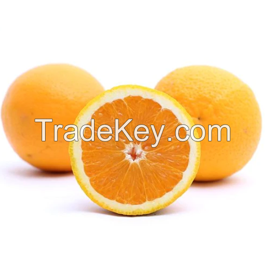 Fresh Tasty Oranges for Sale Navel Orange / Valencia Orange / Baladi Orange