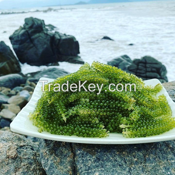[200 gr] Gold Marine dewatered Sea grapes rich in nutrients, good for health