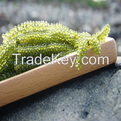 [200 gr] Gold Marine foxtail sea grapes from VIET NAM