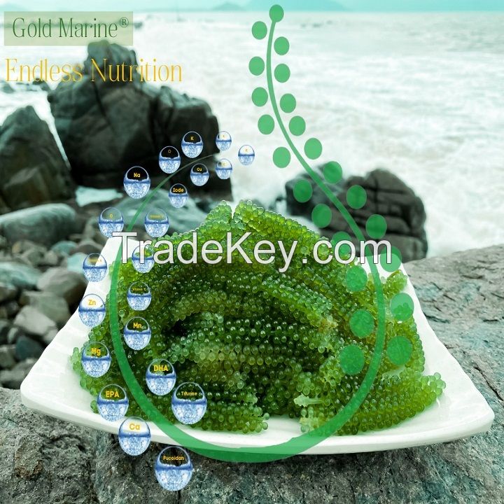 [150 gr] Gold Marine Sea grapes (seawead) from VIET NAM