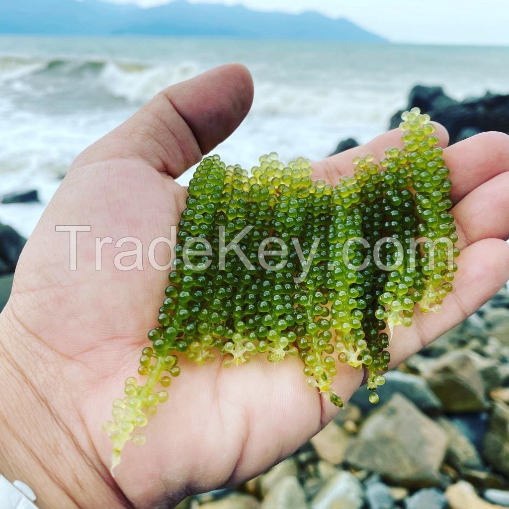 [100 gr] Gold Marine dewatered Sea grapes from VIET NAM