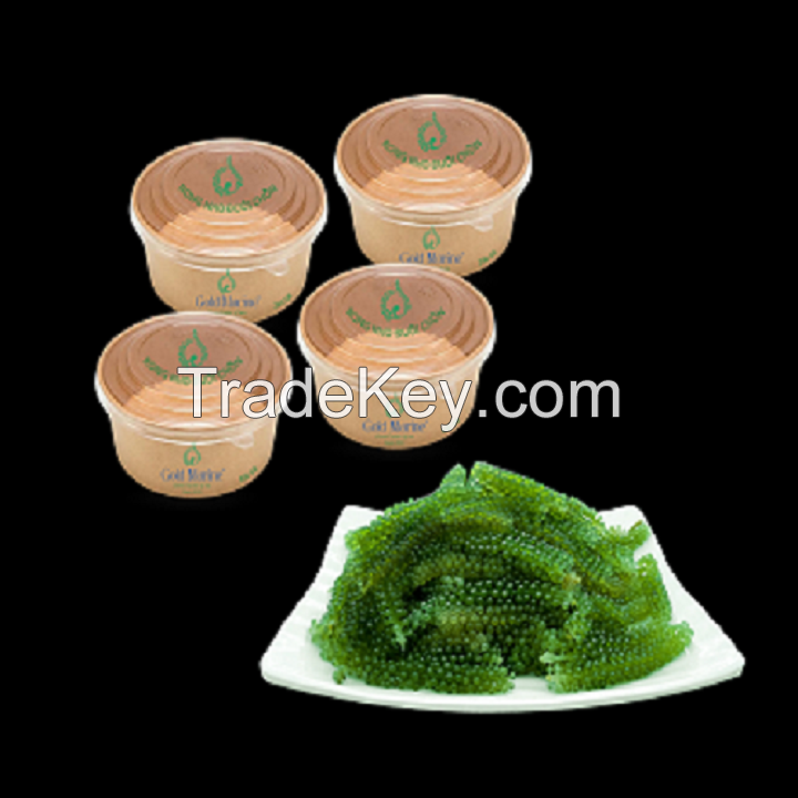 [200 gr] Gold Marine foxtail sea grapes from VIET NAM