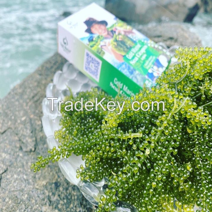 [100 gr] Gold Marine dewatered Sea grapes from VIET NAM