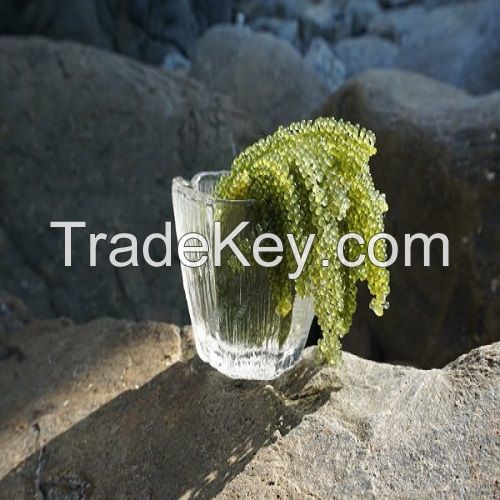 [300 gr] Gold Marine dewatered Sea grapes rich in nutrients, good for health