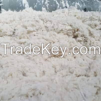 Scoured British Wool