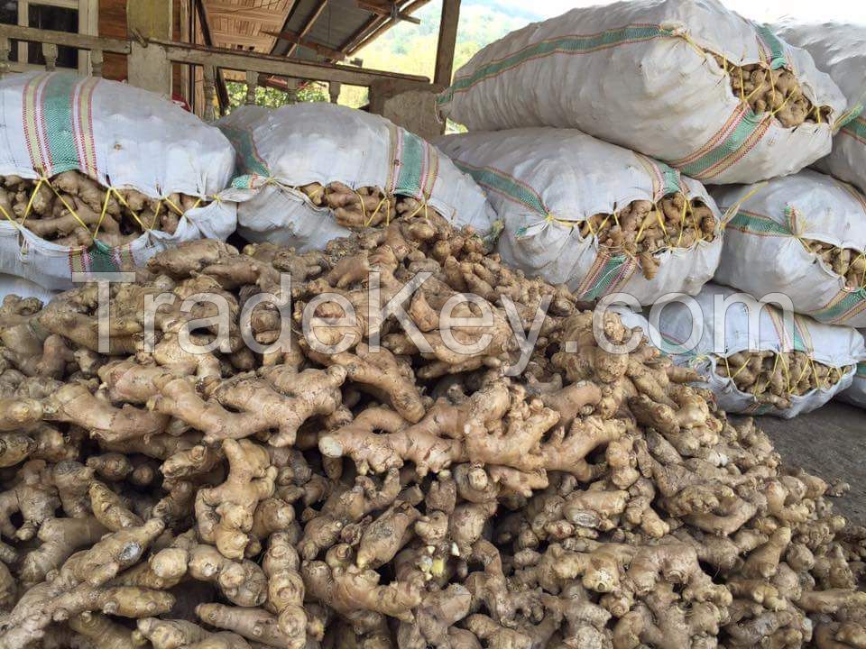 Natural white ginger , Elephant ginger