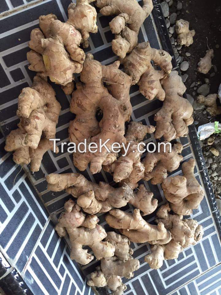 Natural white ginger , Elephant ginger