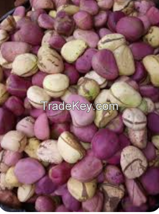 Kola nut