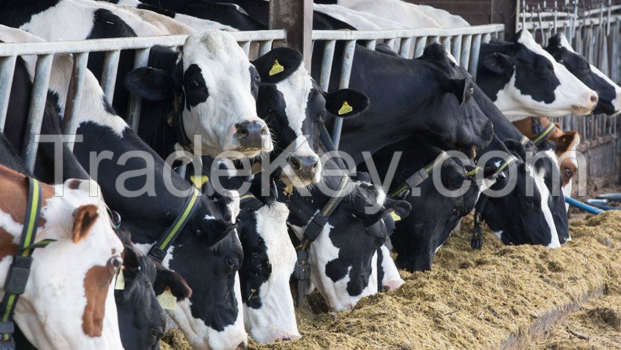 Pregnant Holstein Heifers cows